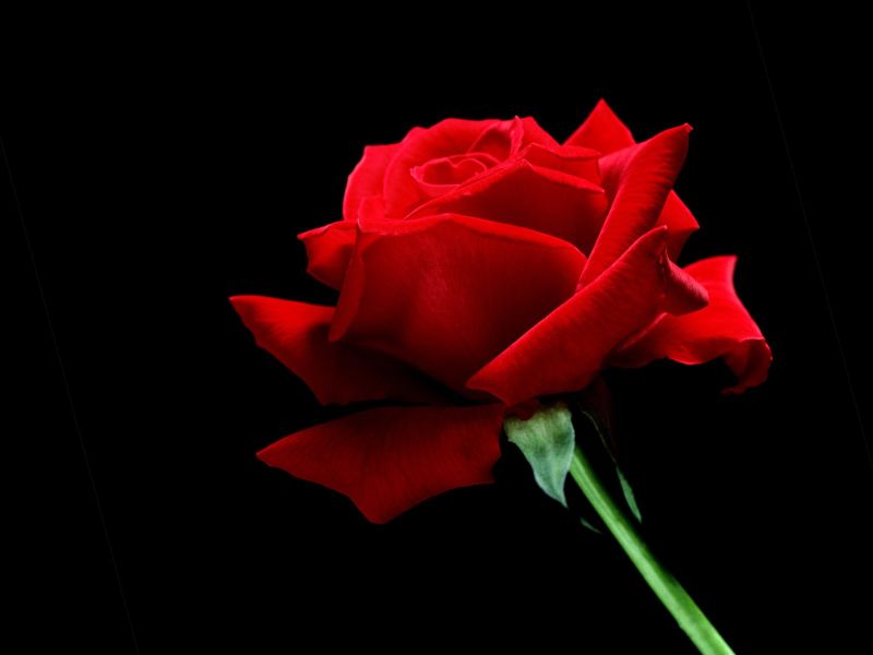 red-rose.jpg