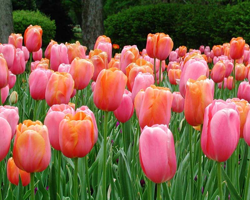 http://beautifulwallpapers.files.wordpress.com/2008/09/flower_tulips.jpg