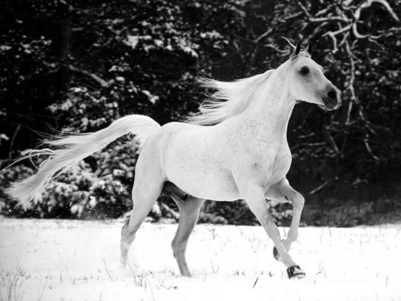 black and white pictures of horses. white 7 horses wallpaper