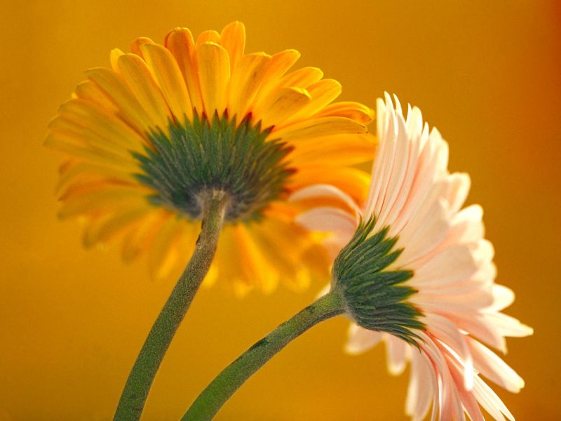 Flower Desktop Wallpaper. download beautiful flowers